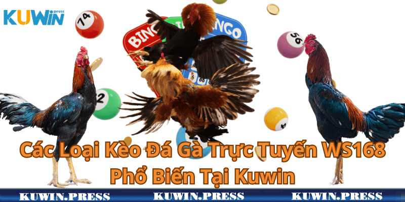 Các Loại Kèo Đá Gà Trực Tuyến WS168 Phổ Biến Tại Kuwin