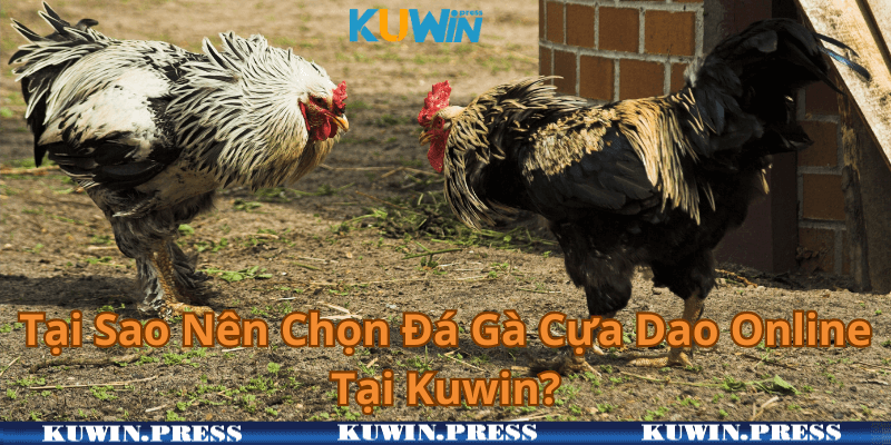 Tại Sao Nên Chọn Đá Gà Cựa Dao Online Tại Kuwin