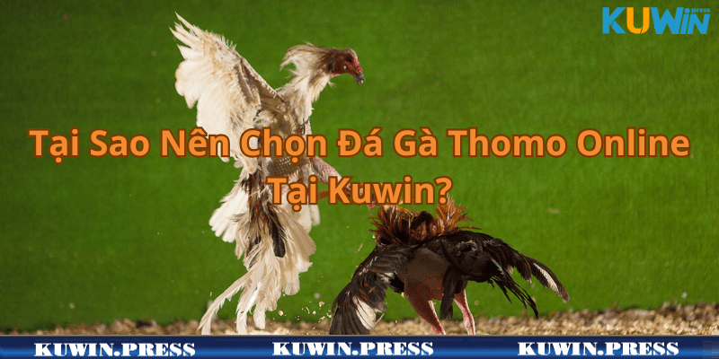 Tại Sao Nên Chọn Đá Gà Thomo Online Tại Kuwin